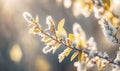 Pastel Grey Willow Branches Blossoming in Spring. Perfect for Invitations and Posters.