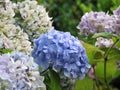 Pastel Hydrangea Flowering Boughs in Bloom Royalty Free Stock Photo