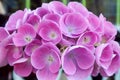 Pastel hydrangea inflorescence with numerous flowers, close-up