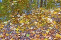 Pastel Leaves and Autumn Reflections in a Forest Pond Royalty Free Stock Photo