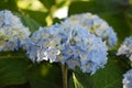 Pastel Blue Hydrangea Bush Flowering and Blooming in the Summer Royalty Free Stock Photo