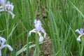 Pastel mauve flower of butterfly iris Royalty Free Stock Photo