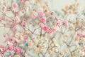 Pastel multi-colored gypsophila flowers close-up