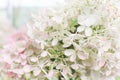 Pastel natural background of white hydrangea flowers. White, pink and mint colors. Closeup hydrangea petals and flowers