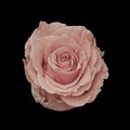 Pastel orange pink rose blossom macro portrait on black background Royalty Free Stock Photo