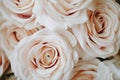 Pastel orange roses macro shot Royalty Free Stock Photo