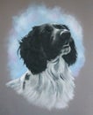 Pastel Painting of Spaniel Dog