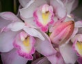 Pastel Pair of Orchids Royalty Free Stock Photo