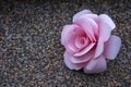 Pastel paper rose wallpaper. Wedding or Valentine day decoration with pink flower background.