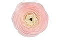 Ranunculus