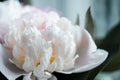 Pastel peony flowers as floral art background, botanical and luxury branding design. Soft focus. Blooming branches with