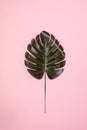 Pastel Pink Background with Singl Monstera Leaf Vertical Top View Tropical Summer Fashion Background