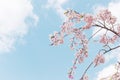 Pastel pink cherry blossoms sakura blooming in spring in bright sunny day with blue sky Royalty Free Stock Photo