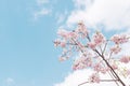 Pastel pink cherry blossoms sakura blooming in spring in bright sunny day with blue sky Royalty Free Stock Photo