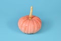 Pastel pink colored \'Miss Sophie Pink\' Halloween pumpkin