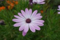Pastel pink flower of African daisy