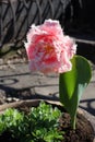 Pastel pink flower of double fringed tulip in March