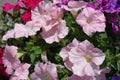 Pastel pink flowers of petunias Royalty Free Stock Photo