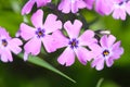 Pastel Pink Garden Phlox - family Polemoniaceae