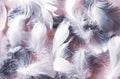 Pink gray feather background. Royalty Free Stock Photo