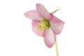 Pastel pink hellebore