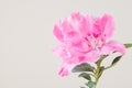 pastel pink macro floral background, spring flower