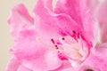 pastel pink macro flower