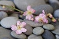 Pastel Pink Peach Blossom On Pebble