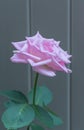 Pastel Pink Rose on Cool Gray Background