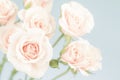 Pastel pink roses, muted colors