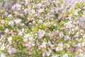 Pastel pink springtime orchard apple blossoms in Naramata