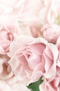 Pastel Pink Tea Rose Royalty Free Stock Photo