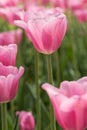 Pastel Pink Tulip Field Holland Michigan Vertical Royalty Free Stock Photo