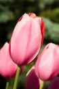 Pastel Pink Tulips Royalty Free Stock Photo