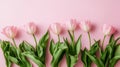 Pastel Pink Tulips With Green Leaves Royalty Free Stock Photo