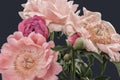 Pastel pink white red peony bouquet macro on blue background Royalty Free Stock Photo