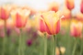 Pastel Pink and Yellow Tulips Holland Michigan Royalty Free Stock Photo