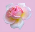 Pastel pink yellow white rose blossom macro, still life fine art macro flower portrait,single isolated bloom Royalty Free Stock Photo