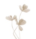 Pastel plant stem. Clover stem. Nice plant detail for invitation, greeting, card, postcard. Watercolour illustration on
