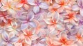 Pastel Plumeria Flowers Pattern for Vibrant Background Design Royalty Free Stock Photo