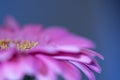 Pastel purple gerbera daisy flower petals blurred macro abstract background, selective focus Royalty Free Stock Photo