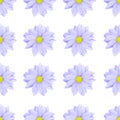 Pastel purple or lilac flower floral seamless pattern isolated on white background. Chamomile or chrysanthemum flower Royalty Free Stock Photo