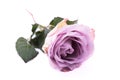 Pastel purple, mauve color fresh rose isolated on white backgrou