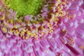 Pastel purple pink gerbera daisy flower petals blurred macro abstract background, selective focus Royalty Free Stock Photo