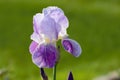 Pastel Purple Tall Bearded Iris Flower Royalty Free Stock Photo