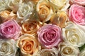 Pastel roses