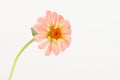 Pastel salmon pink zinnia Royalty Free Stock Photo