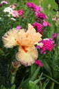 `Belgian Princess` bearded iris reigns over spring flower garden