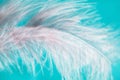 Pastel soft abstract background, pink feather on blue background Royalty Free Stock Photo