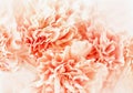 Pastel soft orange or peach color carnation flower Royalty Free Stock Photo